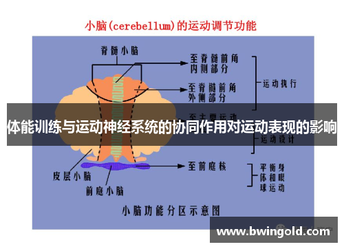 体能训练与运动神经系统的协同作用对运动表现的影响